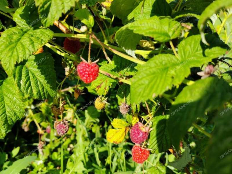 дом на Колхозной улице село Крутой Майдан