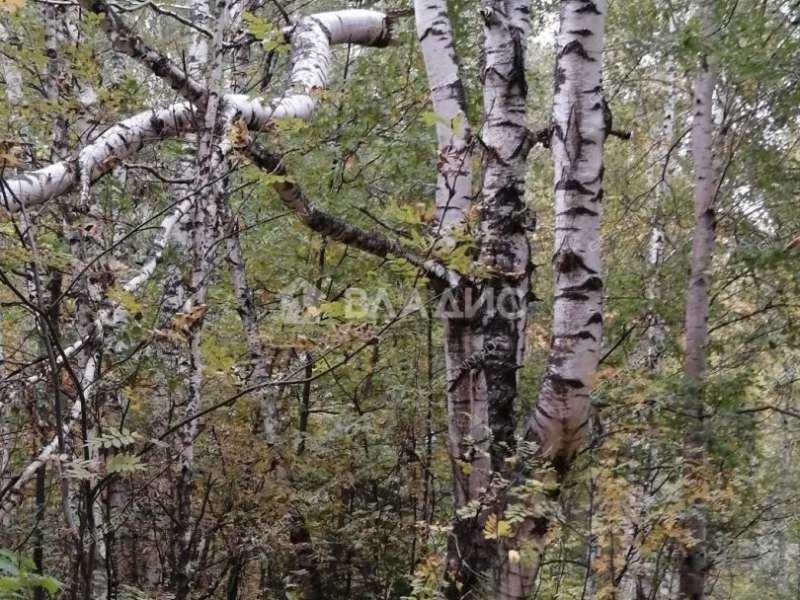 земельный участок 175 соток сельский посёлок Бор