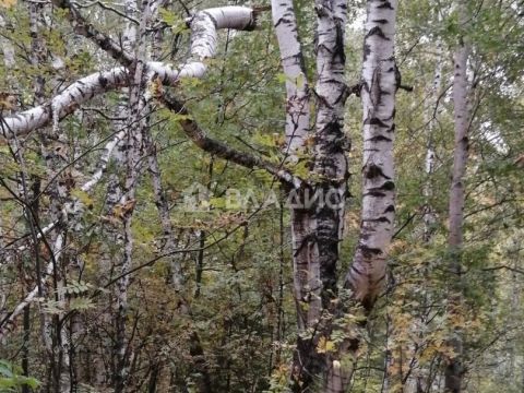 selskiy-poselok-bor-lyskovskiy-municipalnyy-okrug фото