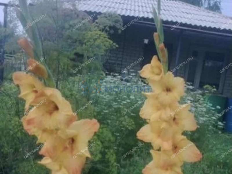 дом на - деревня Жестелёво