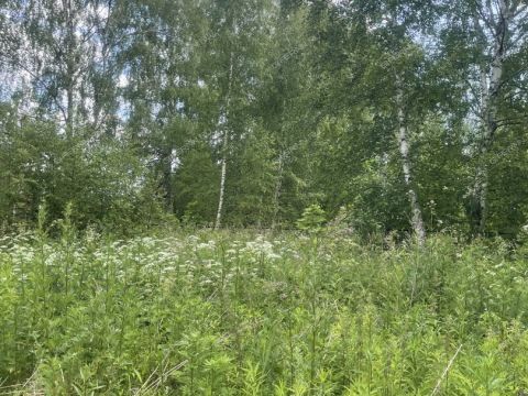 derevnya-klimotino-gorodskoy-okrug-chkalovsk фото
