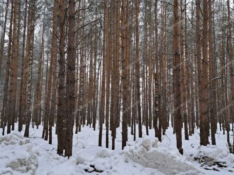 dacha-rabochiy-poselok-bolshoe-kozino-balahninskiy-municipalnyy-okrug фото