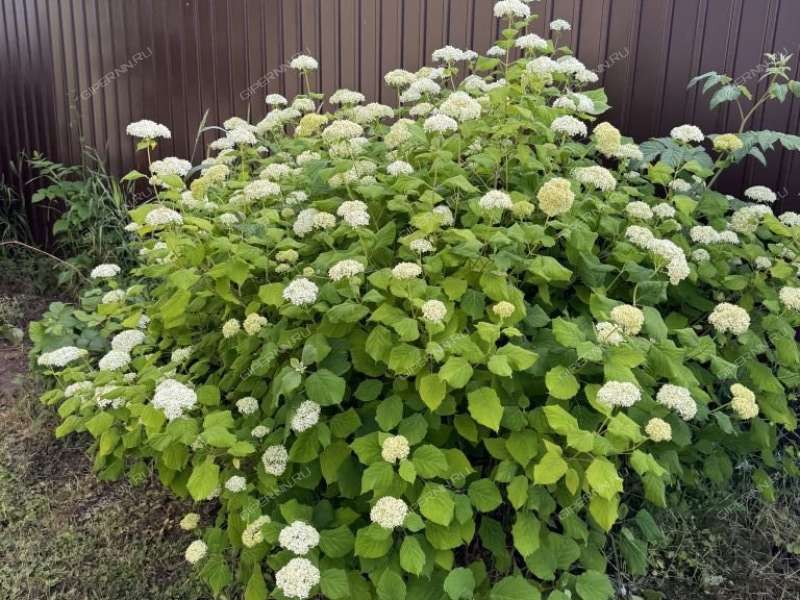 дом на Молодежной улице деревня Хватково