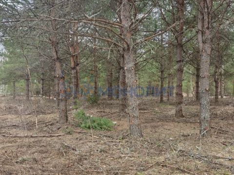 ivanovskoe-sloboda-gorodskoy-okrug-bor фото