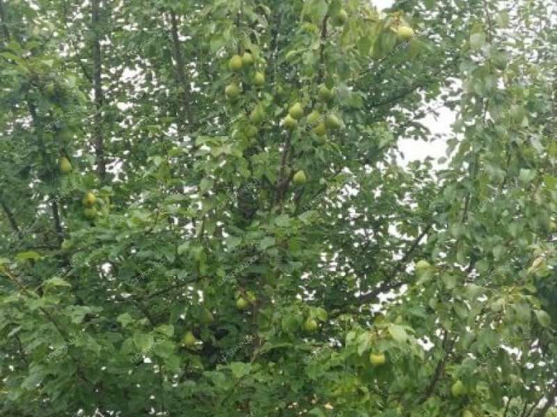 дача на ТСН Стройгаз