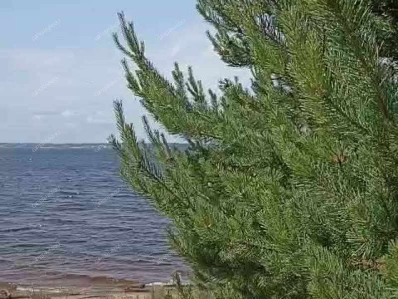 земельный участок 19,57 сотки - деревня Бушнёво