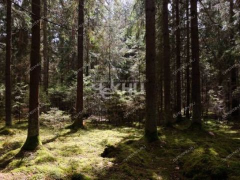 derevnya-zuevo-gorodskoy-okrug-bor фото