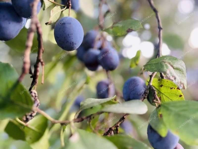 дача на СНТ Надежда