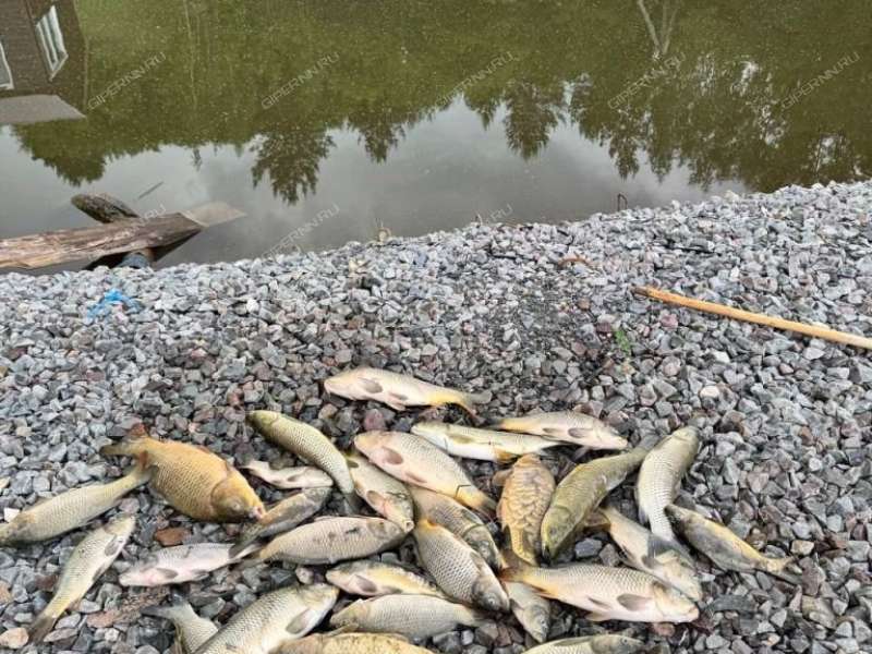 готовый бизнес турбаза в Лысковском районе Нижегородской области