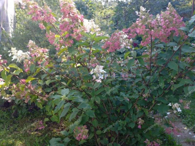 дача на улице Массив-2 город Бор