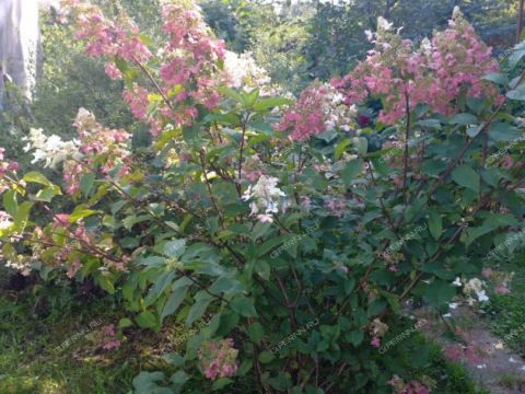 dacha-snt-vodnik-2-gorodskoy-okrug-bor фото