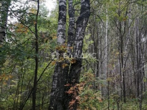 selskiy-poselok-bor-lyskovskiy-municipalnyy-okrug фото