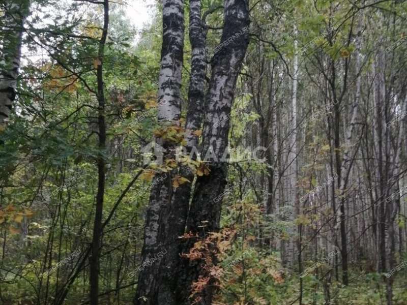 земельный участок 175 соток сельский посёлок Бор